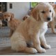 Golden Retriever - Hündin