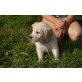Golden Retriever - Hündin