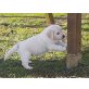 Golden Retriever - Hündin