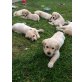 Golden Retriever - Hündin