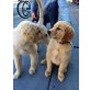 Golden Retriever - Hündin