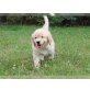 Golden Retriever - Hündin
