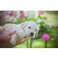 Golden Retriever - Hündin