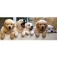 Golden Retriever - Hündin