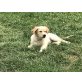Golden Retriever - Hündin