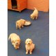 Golden Retriever - Hündin