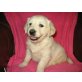 Golden Retriever - Hündin
