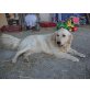 Golden Retriever - Hündin