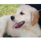 Golden Retriever - Hündin