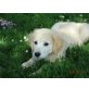 Golden Retriever Hündin, Golden Retriever Welpen - Hündin