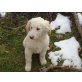 Golden Retriever Hunde - Welpen, Golden Retriever Welpen - Rüde