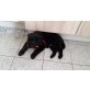 Golden Retriever Labrador Mischling Welpen - Rüde