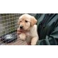 Golden Retriever, Labrador Retriever - Rüde