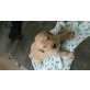 Golden Retriever/Labrador  - Rüde