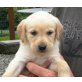 Golden Retriever-Labrador Welpen - Hündin
