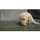 Golden Retriever/Labrador  Welpen - Hündin