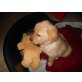 Golden Retriever/Labrador Welpen - Hündin
