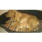Golden Retriever/Labrador Welpen - Rüde