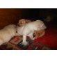 Golden Retriever/Labrador Welpen - Rüde