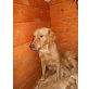 Golden Retriever/Labrador Welpen - Rüde