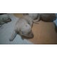 Golden Retriever/Labrador  Welpen - Rüde