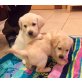 Golden Retriever Labrador Welpen - Rüde