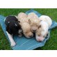Golden Retriever + Münsterländermix  - Hündin