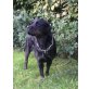 Golden Retriever-Rottweiler - Hündin