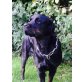 Golden Retriever-Rottweiler - Hündin