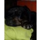 Golden Retriever-Rottweiler - Hündin