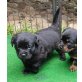 Golden Retriever/ Rottweiler  - Hündin