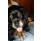 Golden Retriever-Rottweiler - Rüde