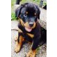Golden Retriever-Rottweiler Welpen - Rüde