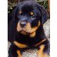Golden Retriever-Rottweiler Welpen - Rüde