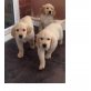 Golden Retriever - Rüde