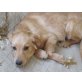 Golden Retriever - Rüde