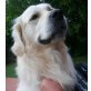 Golden Retriever - Rüde