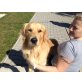 Golden Retriever - Rüde