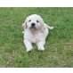 Golden Retriever - Rüde