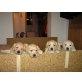 Golden Retriever - Rüde