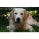 Golden Retriever - Rüde