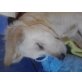 Golden Retriever - Rüde