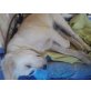 Golden Retriever - Rüde