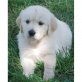 Golden Retriever - Rüde
