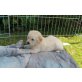 Golden Retriever - Rüde