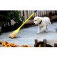 Golden Retriever - Rüde