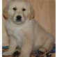 Golden Retriever - Rüde