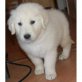 Golden Retriever - Rüde
