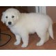 Golden Retriever - Rüde
