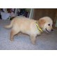 Golden Retriever - Rüde